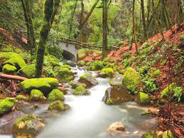 Uvas Canyon County Park | Morgan Hill