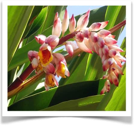 Les plantes de Martinique