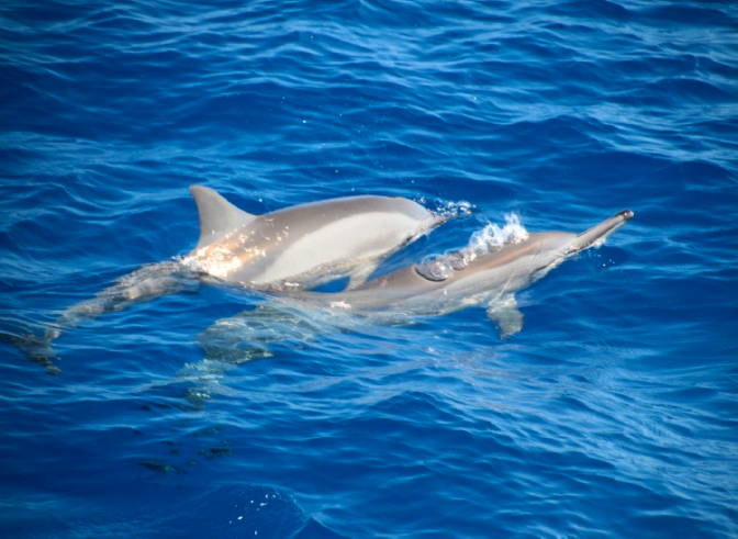 Baleines et dauphins à Saint Gilles les Bains à proximité de Les Villas Emmanuel La Réunion