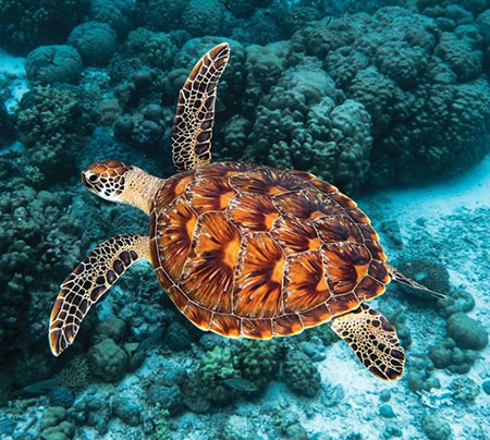 Hawkesbill Turtle Swimming