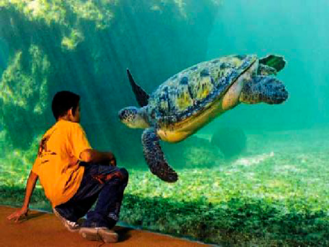 Tortues marines de Kélonia à 10 minutes de Saint Gilles les Bains et de Les Villas Emmanuel La Réunion