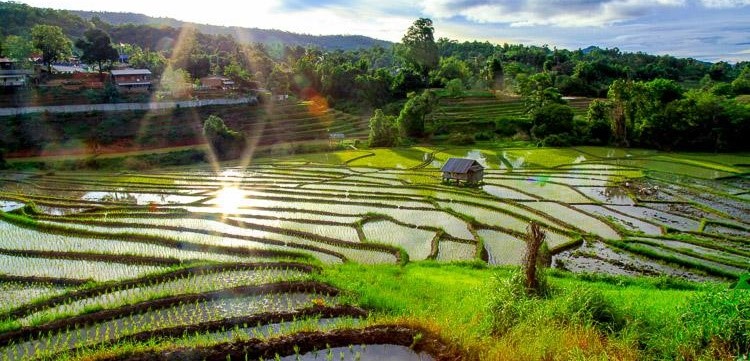 RICE FIELDS IN ISAN (NORTH EAST THAILAND)