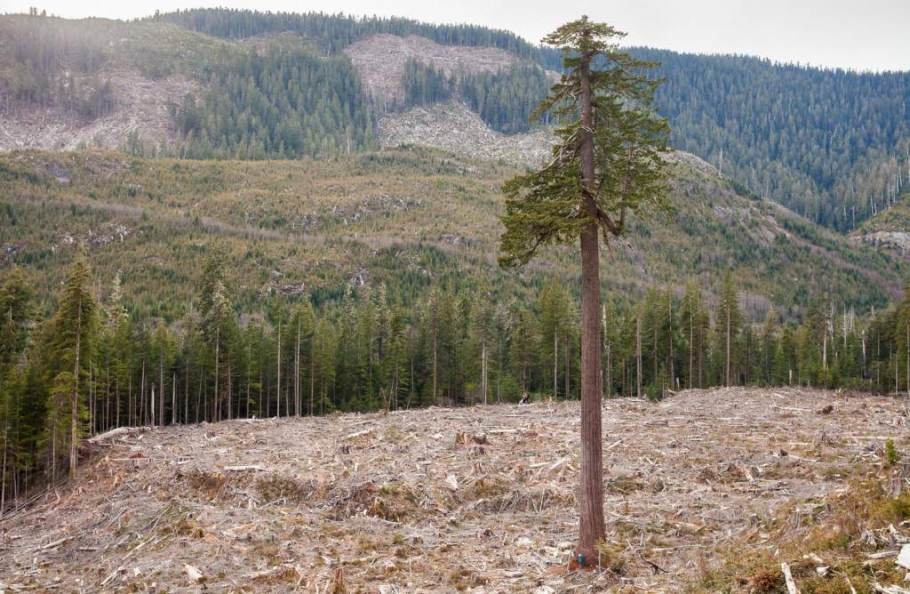 BIG LONELY DOUG, Port Renfrew, BC