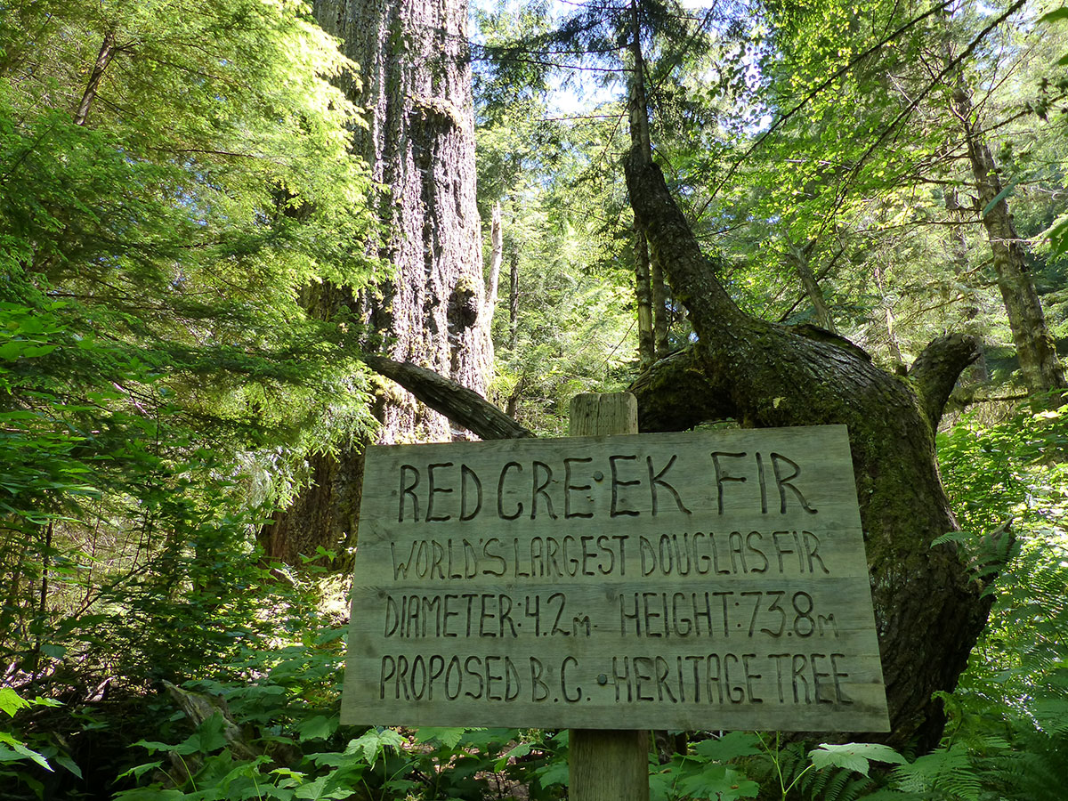 RED FIR CEDAR, PORT RENFREW, BC