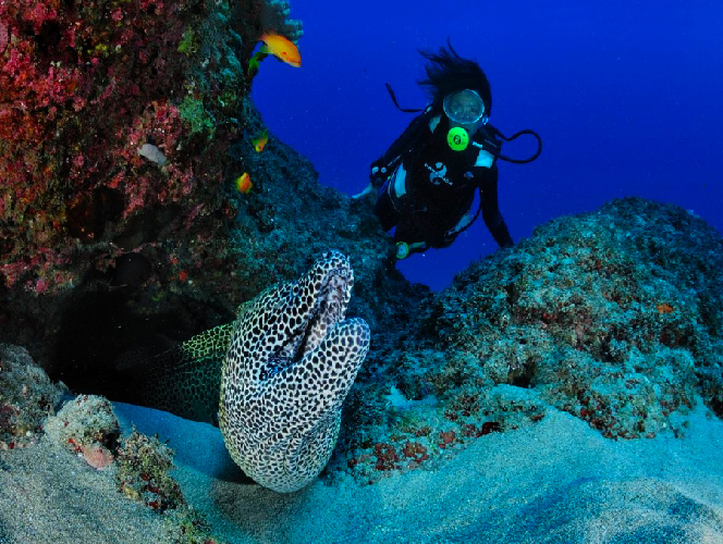 Les clubs de plongée sous-marine à 15 minutes de l'Etang Salé les Bains et de Les Villas Emmanuel La Réunion