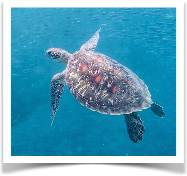 Tortues en Martinique