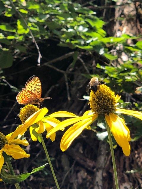 Waterfall Hike Hyde Park Santa Fe - Butterfly and Bee