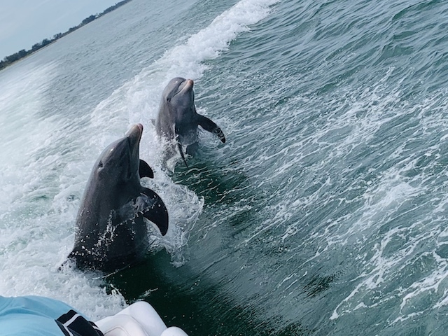 Dolphins on Sanibel Thriller Captiva