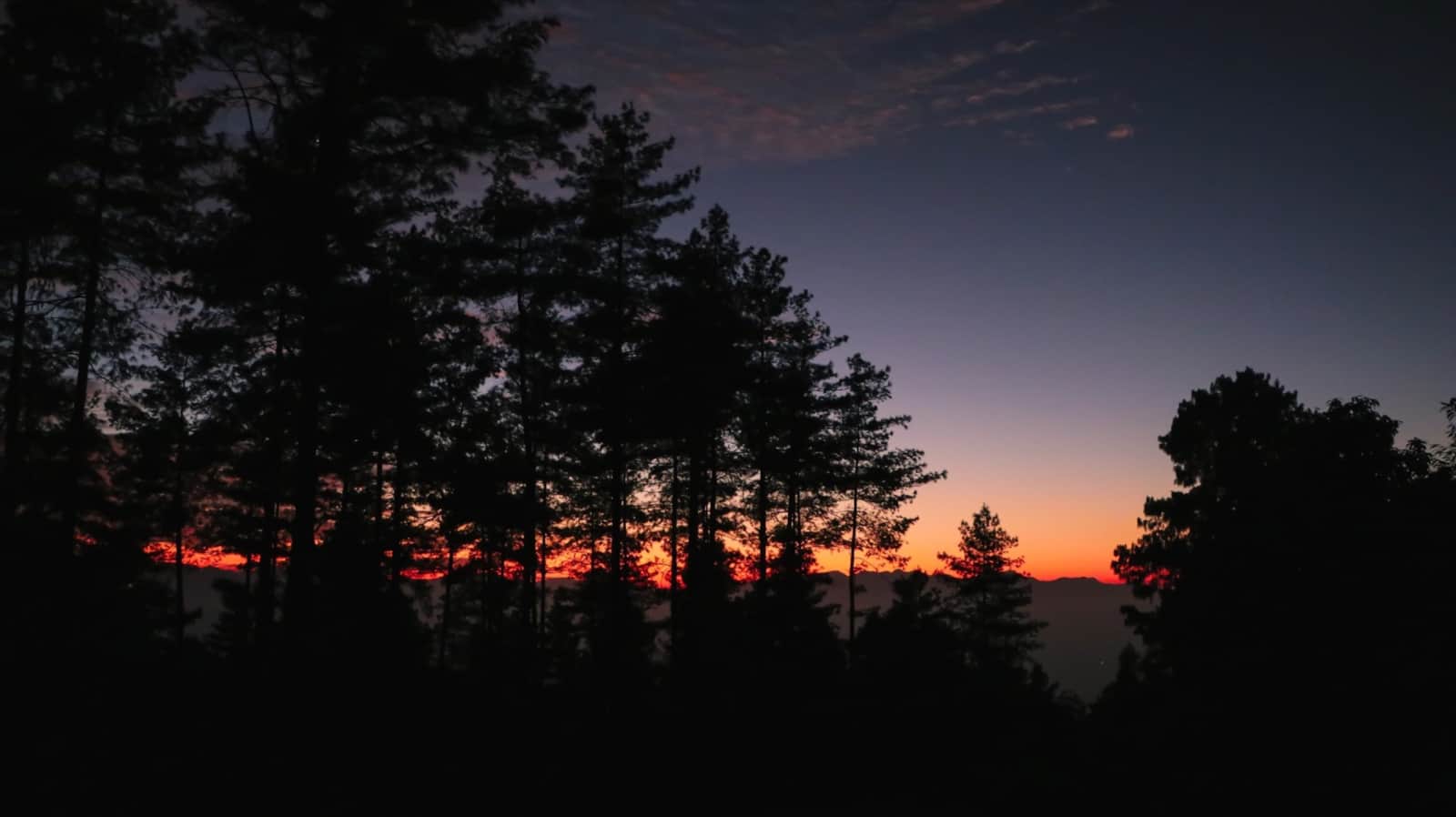 Sunset glowing through pine trees in the Sierra Nevada