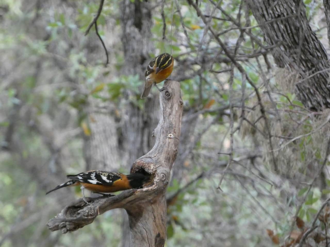 Black Headed Grosbeaks