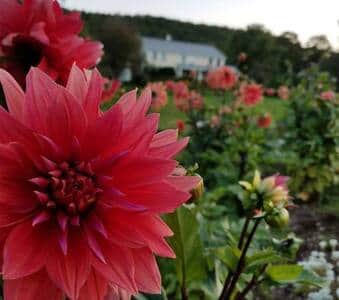 We love growing flowers for our guests to enjoy We love growing flowers for our guests to enjoy