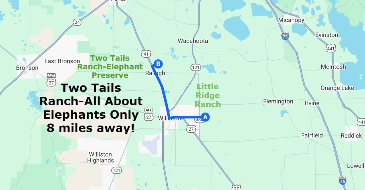 Two Tails Ranch Elephant Preserve-See the Elephants up Close! Only 8 miles away!