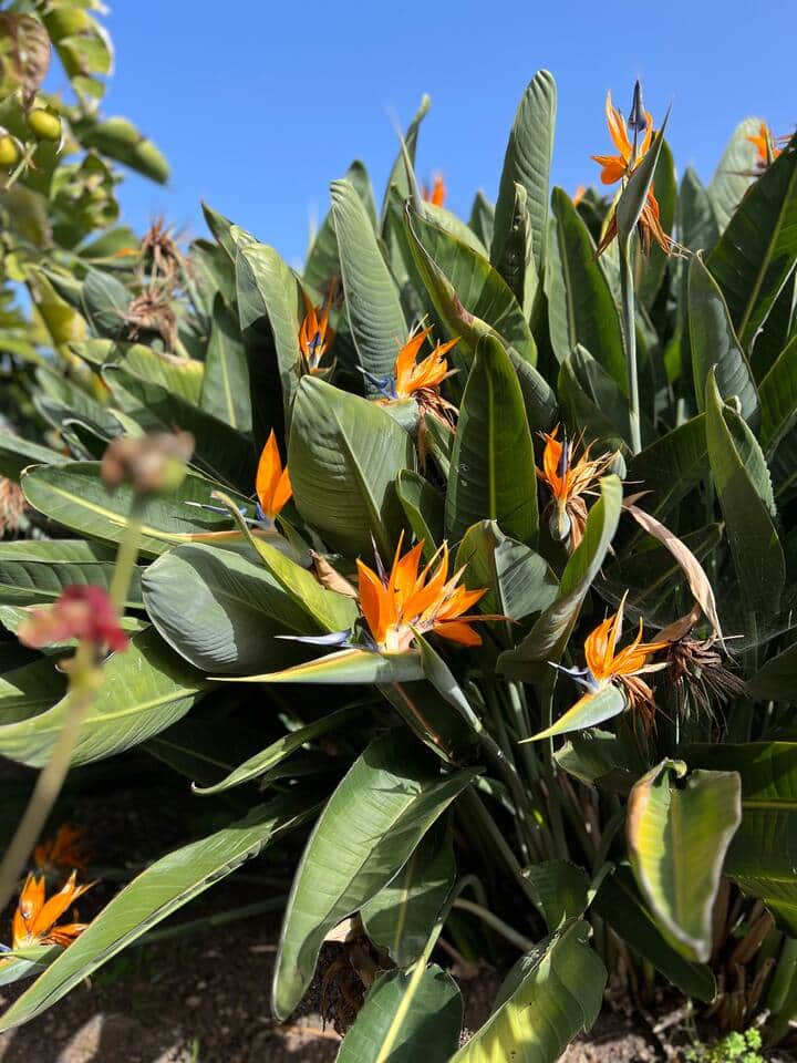 Strelitzia 