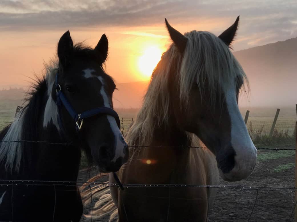 Clyde & Dillon