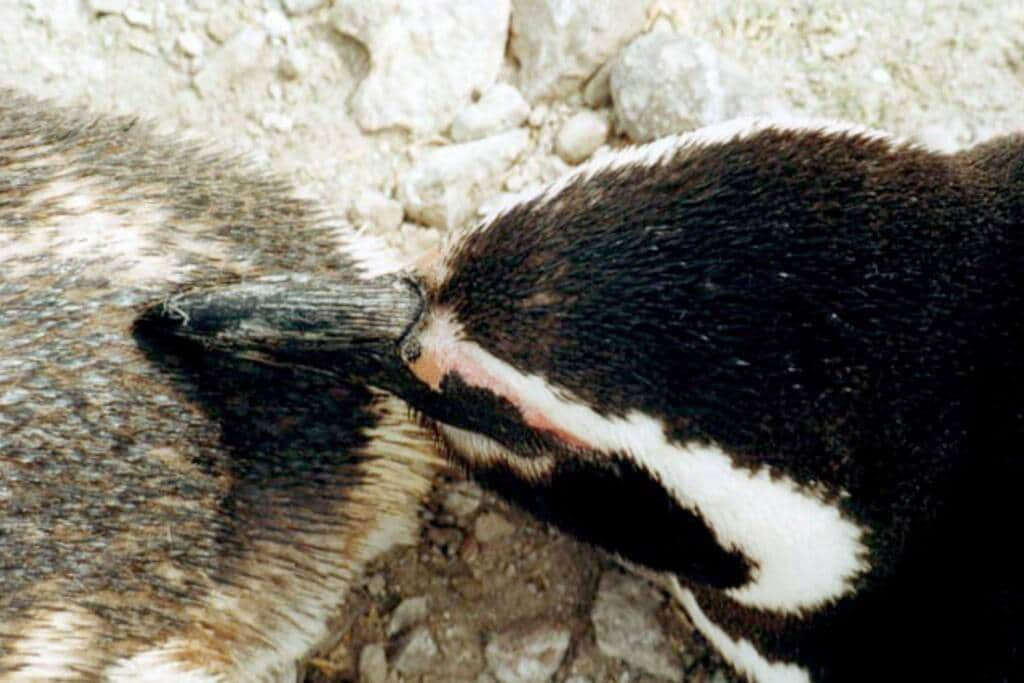 Área Natural Protegida Cabo Dos Bahías