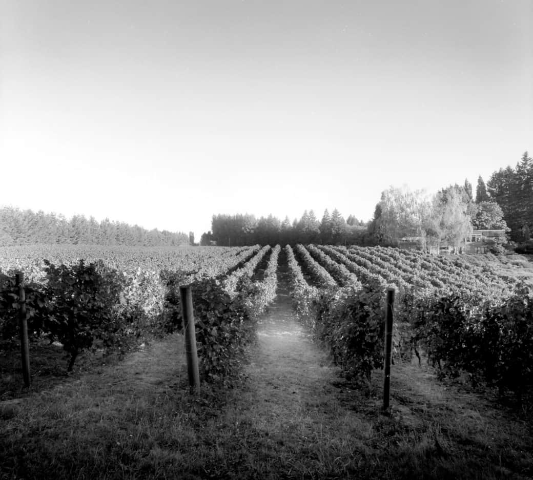 Our Vineyards Our Vineyards