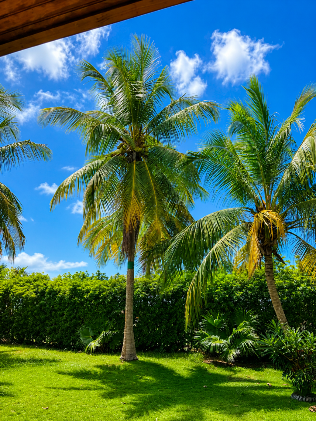 Tropical Garden