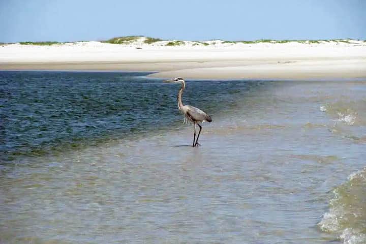 A Gray Heron Fishing on the Beach