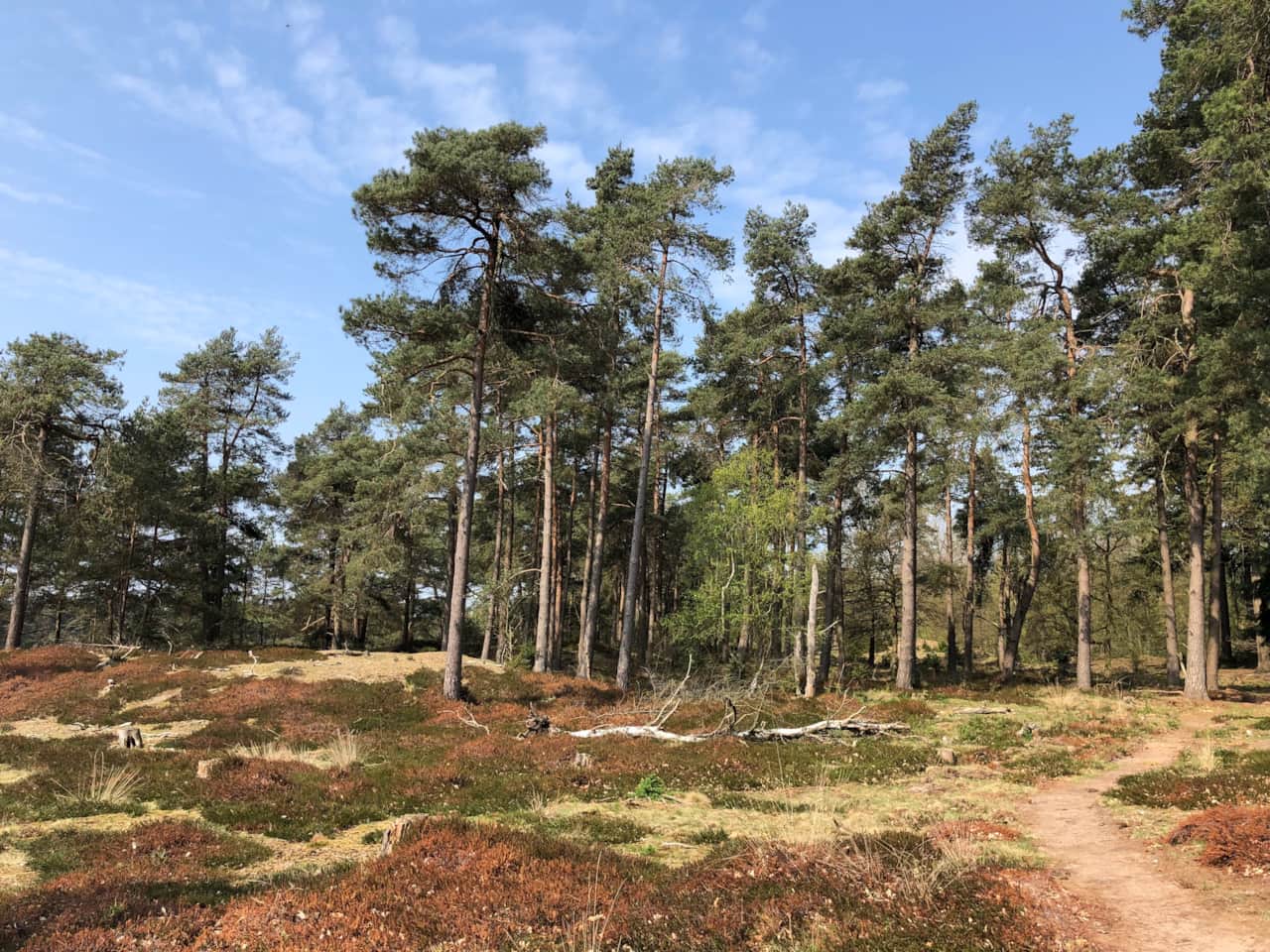 Nationaal Park Drents-Friese Wold
