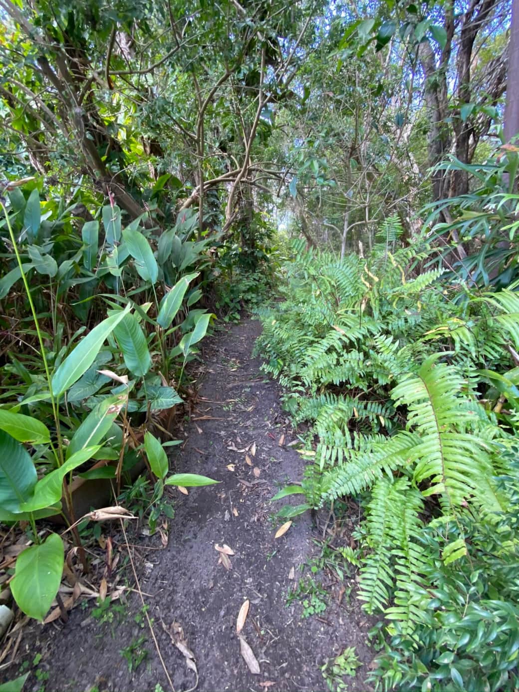 Walkway through the back of the property to the beach access