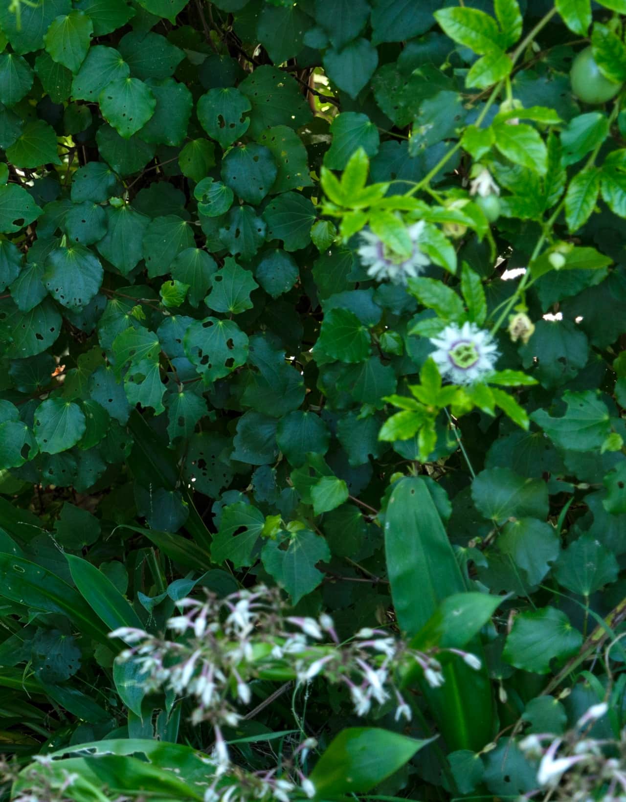 Passionfruit blossoms and kawakawa