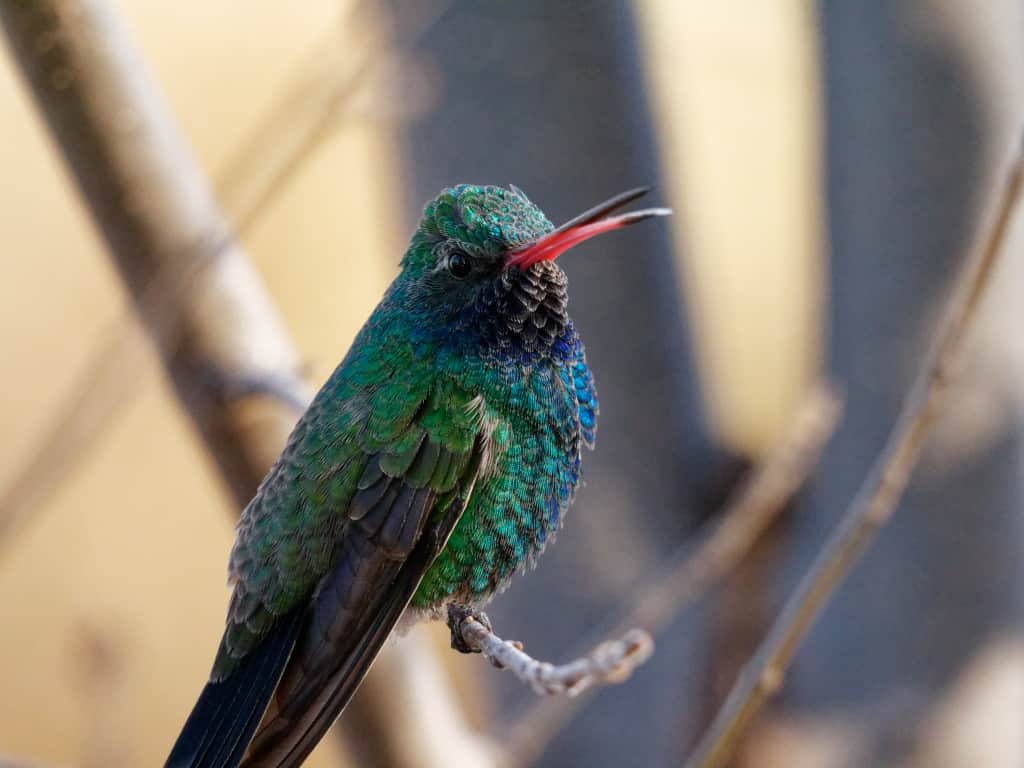 Broad Billed Hummingbird