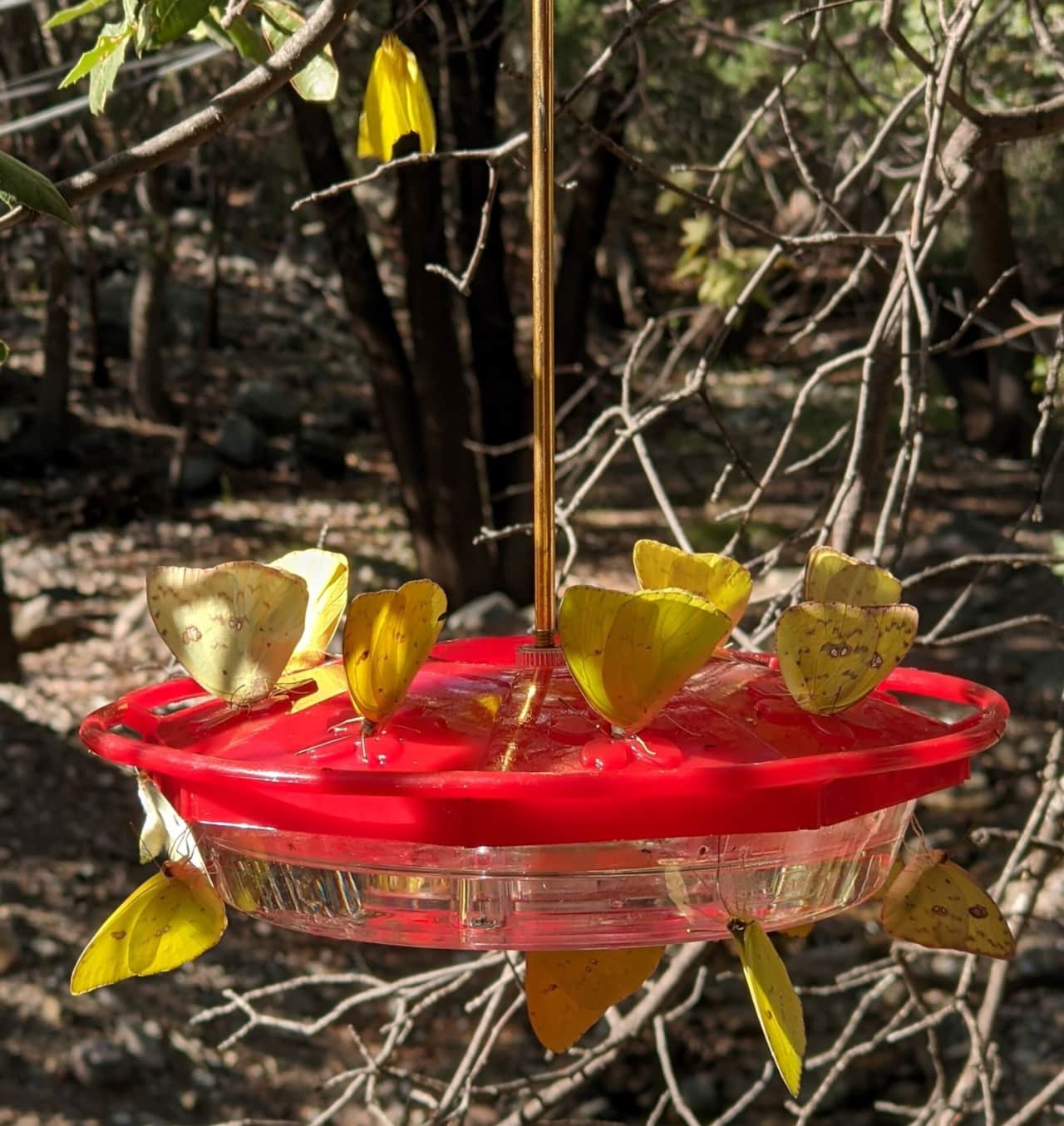 The butterfly migration has been amazing to watch!