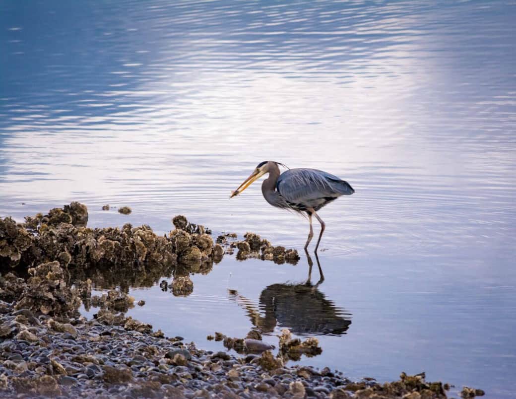 Vacation-Rental-hood-canal-resort-alderbrook-Fishing Heron Vacation-Rental-hood-canal-resort-alderbrook-Fishing Heron