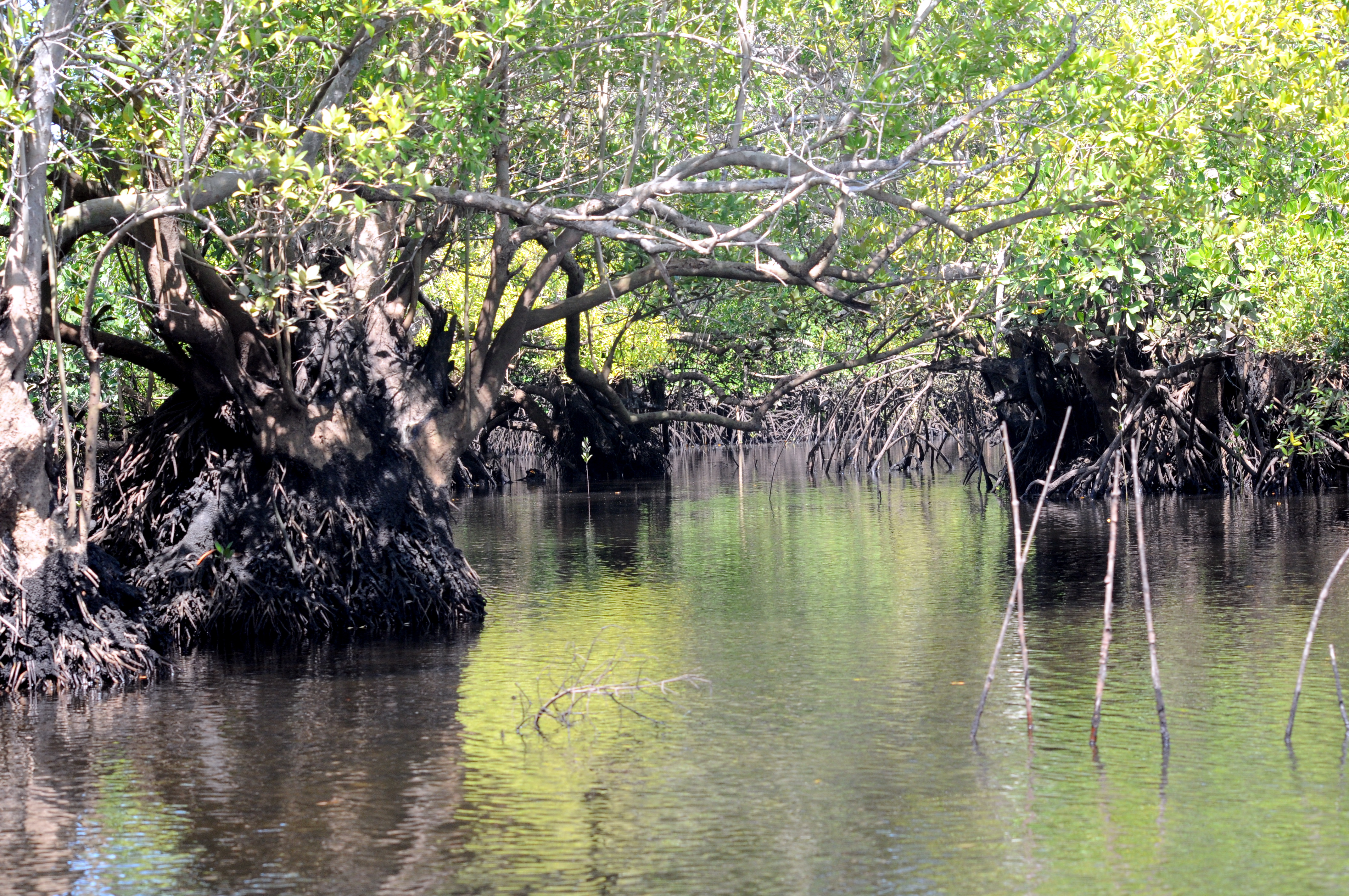 Mangroves