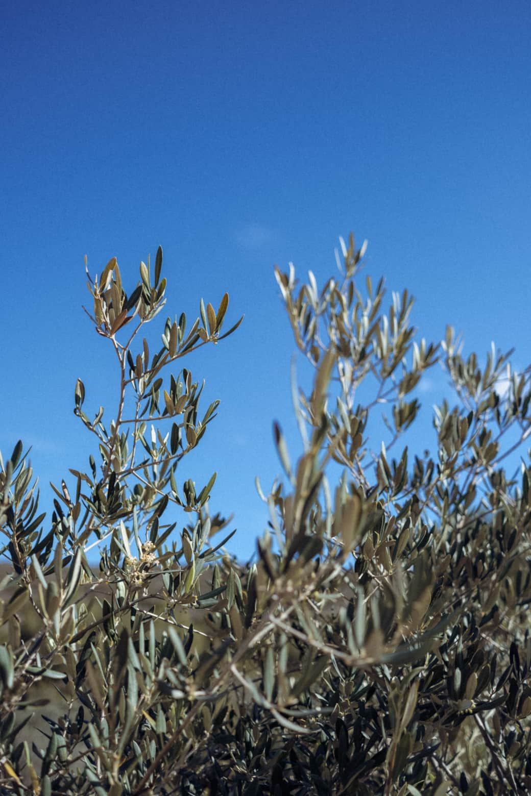 Olive trees throughout the garden