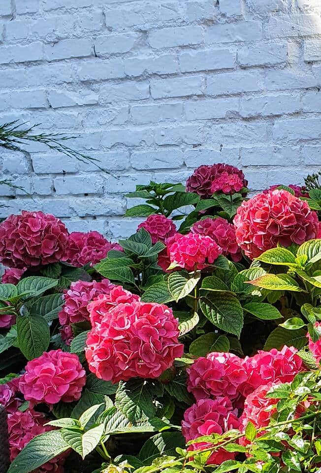FR: Jardin
EN: Garden
