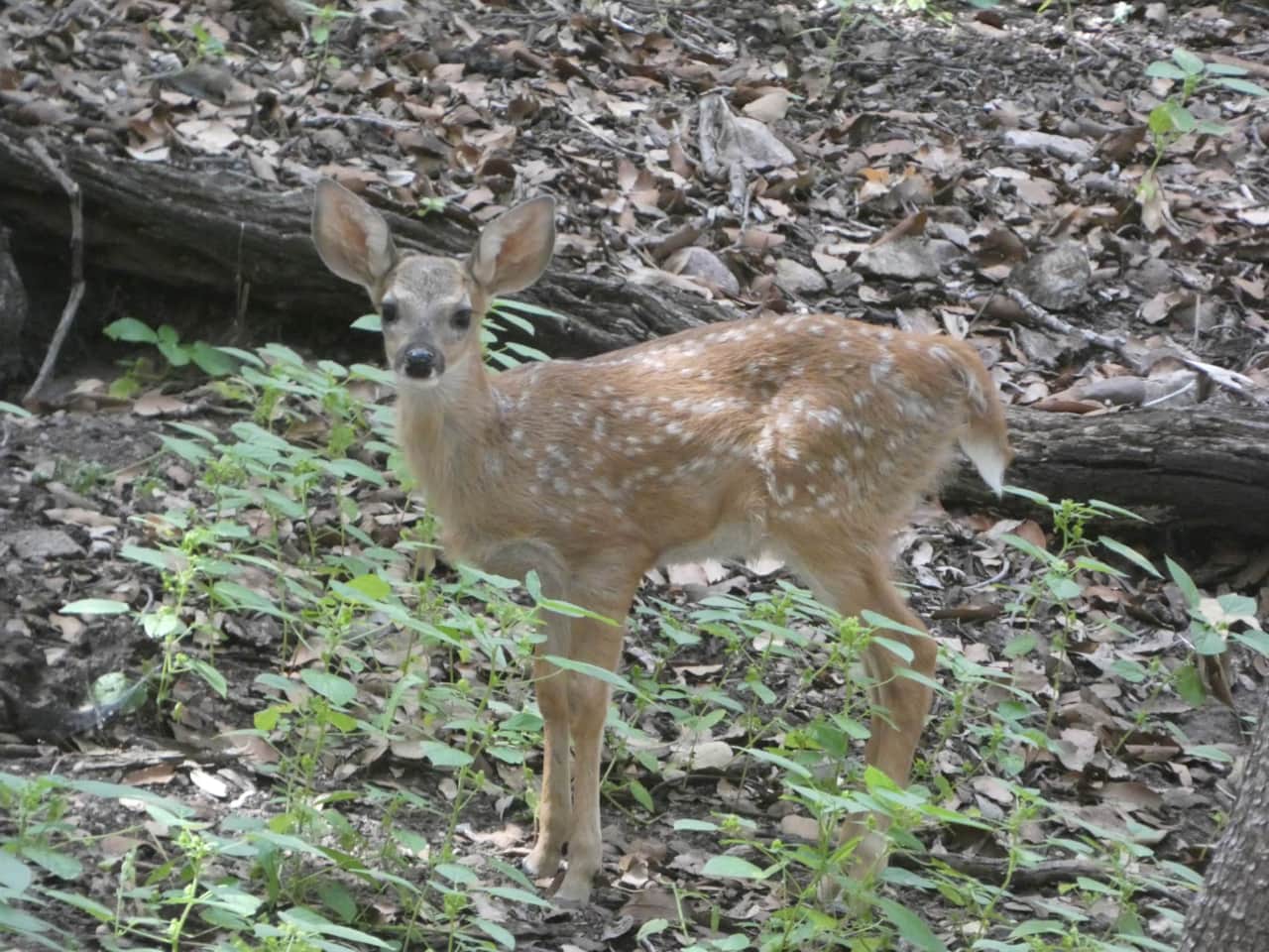 Fawn From 8-2024