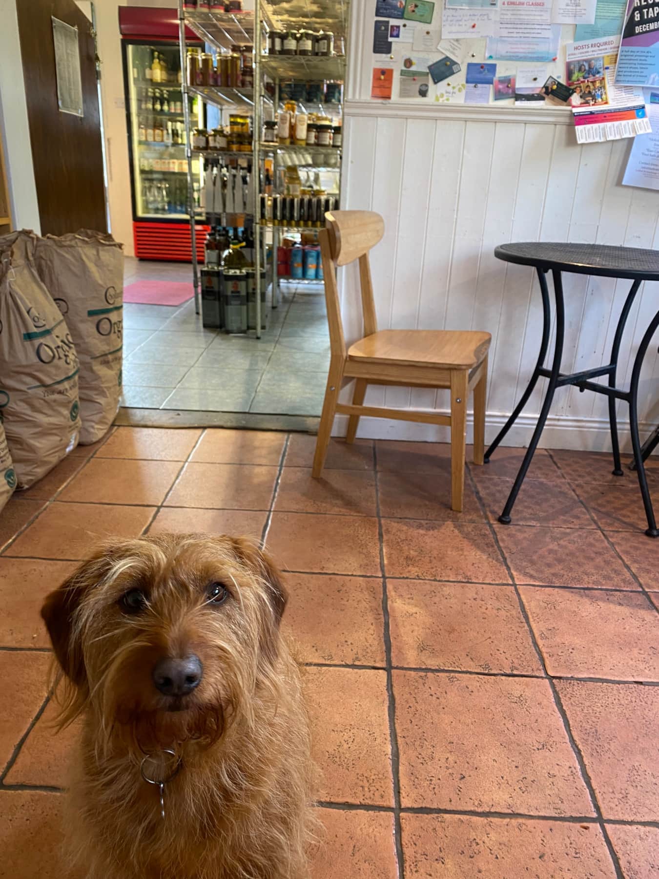 Dog Friendly Cafe Ballydehob