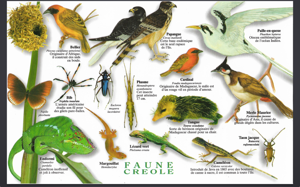 poster animaux tangue margouillat paille en queue etc