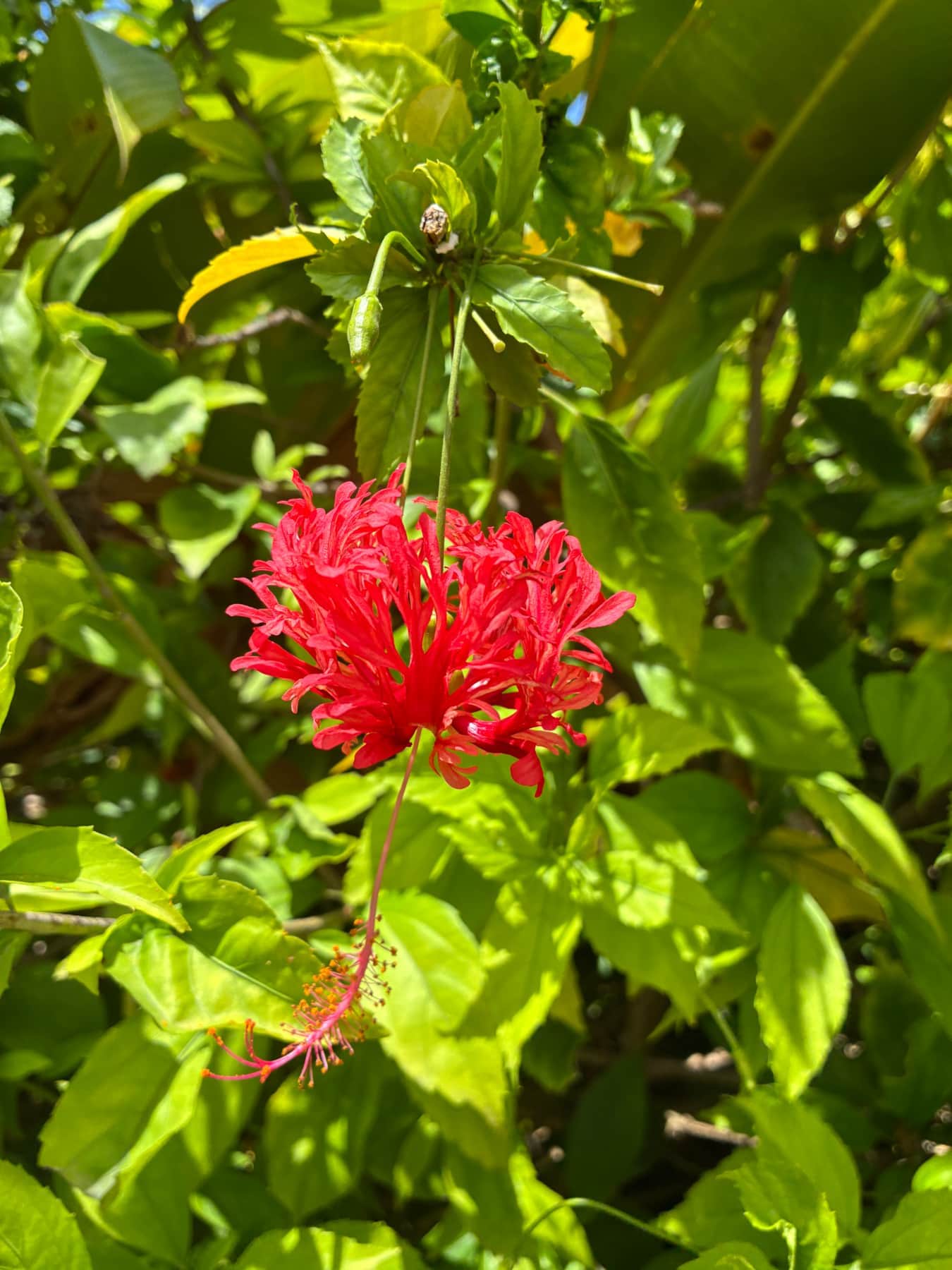 Hibiscus