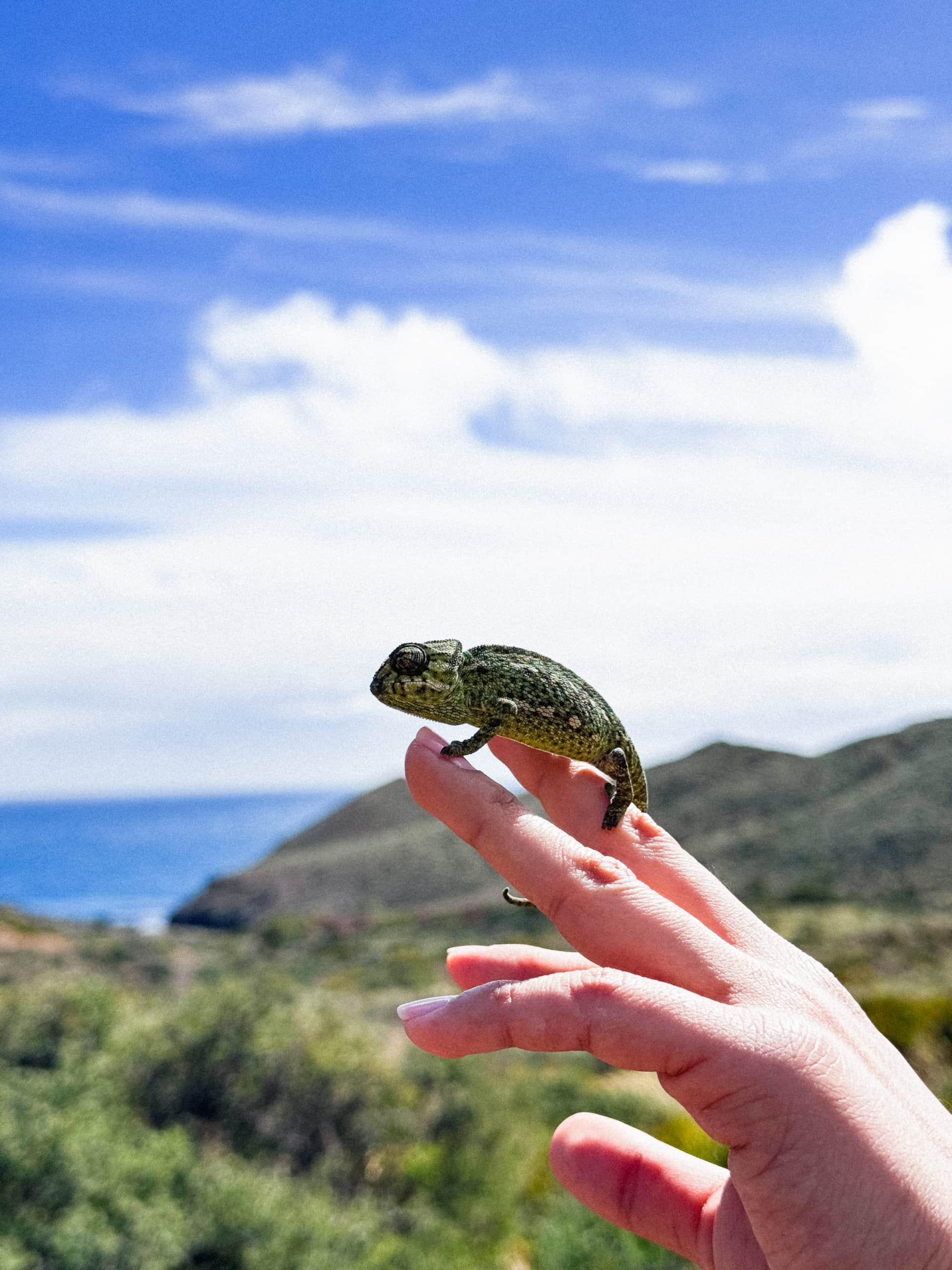 Flora y fauna de Cabo de Gata
