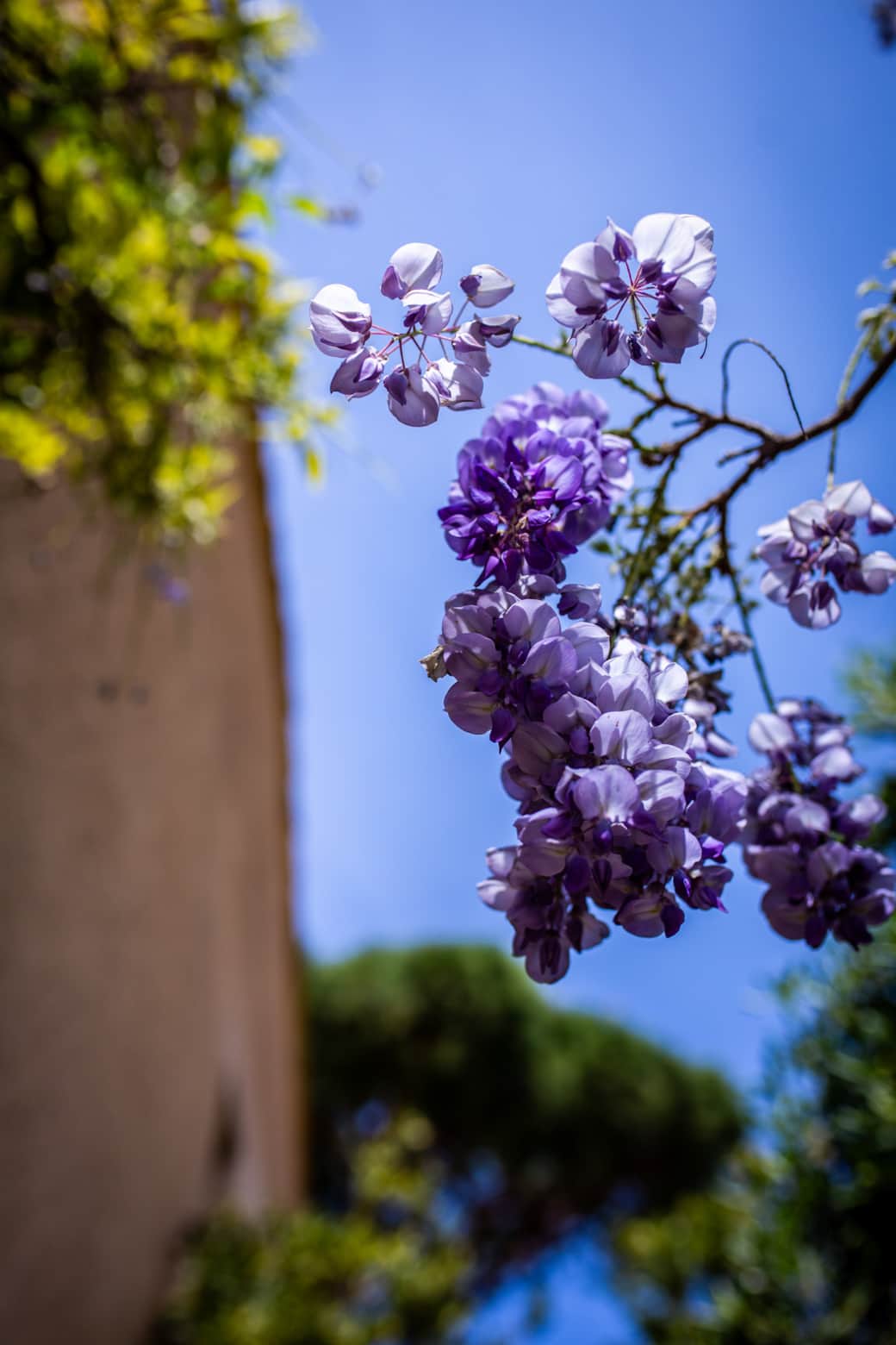 Glycine en fleur