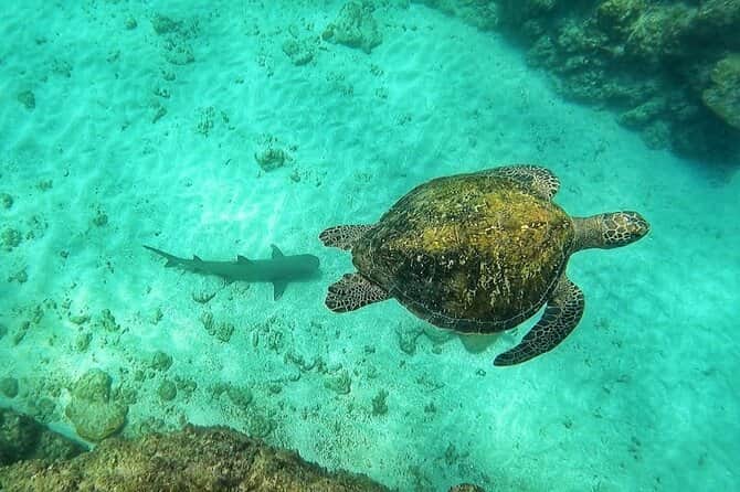 Snorkeling Tour Cano Island