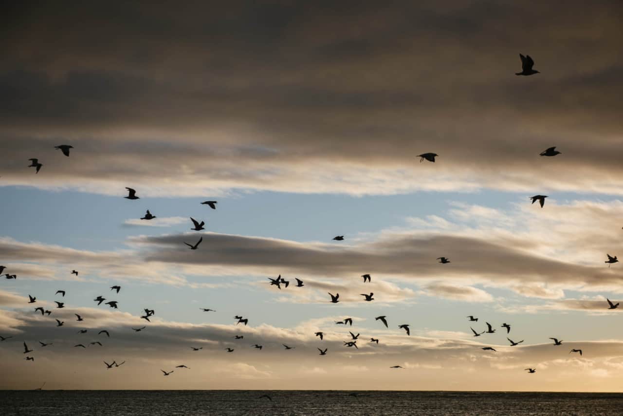 Sunset and Seagulls - Rockpool - Aldinga Beach