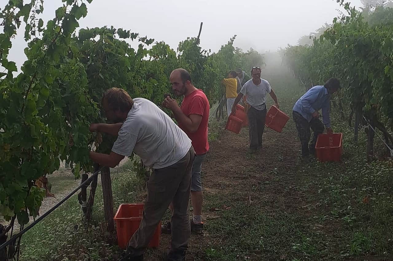 Grape Harvest