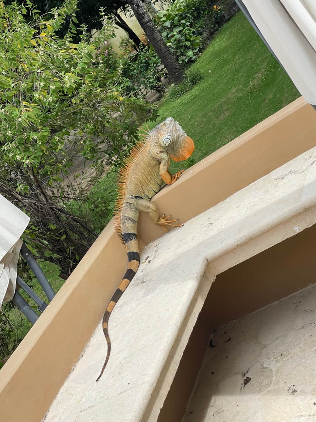 Local Friends - Villa Daiquiri Costa Rica Vacation Rental