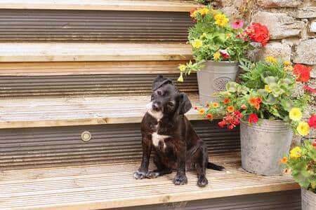 Pet Friendly Accommodation For Big Or Small Dogs Pet Friendly Accommodation For Big Or Small Dogs