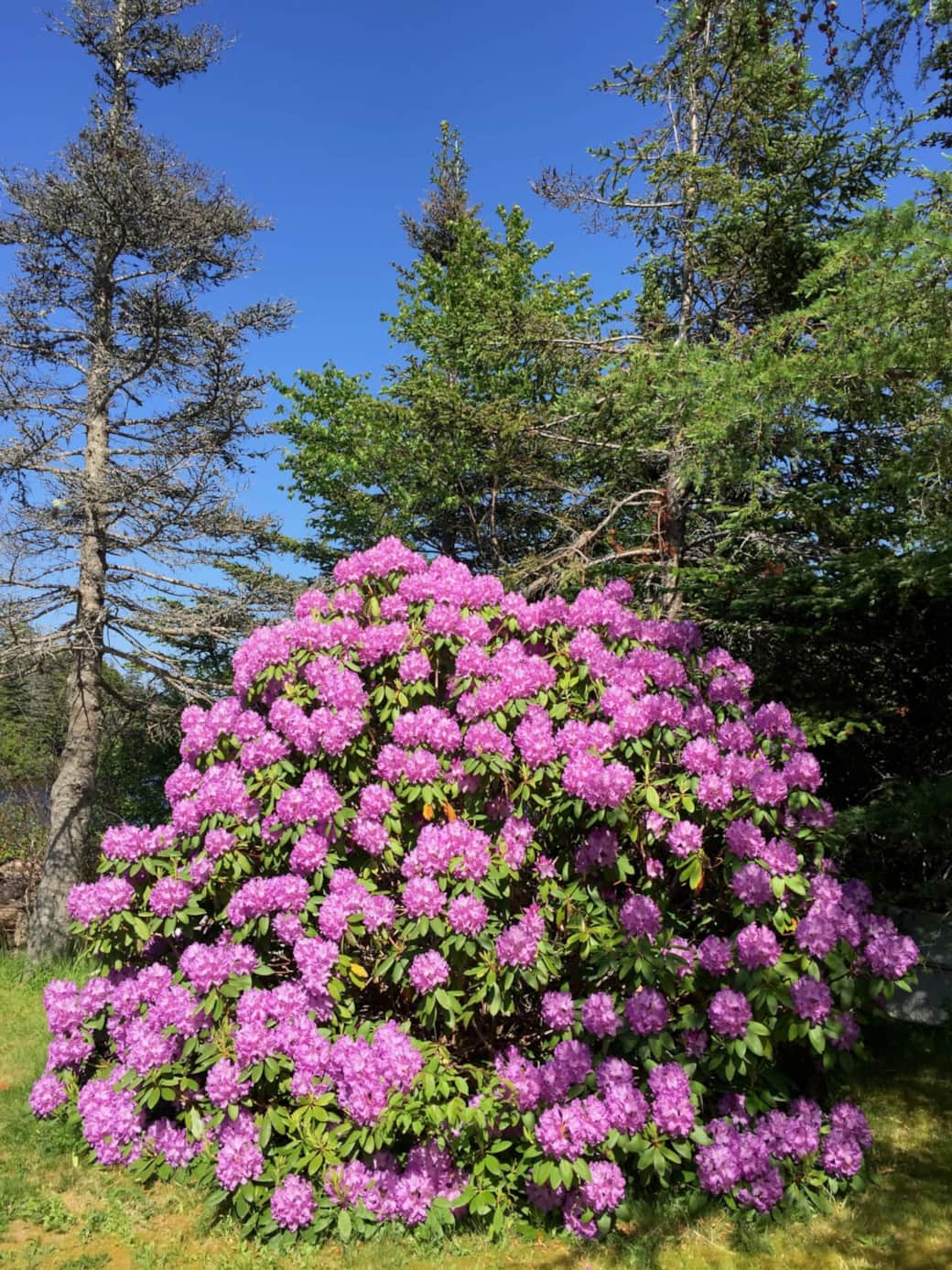 My late grandmother's rhododendron is over 20 years old! 