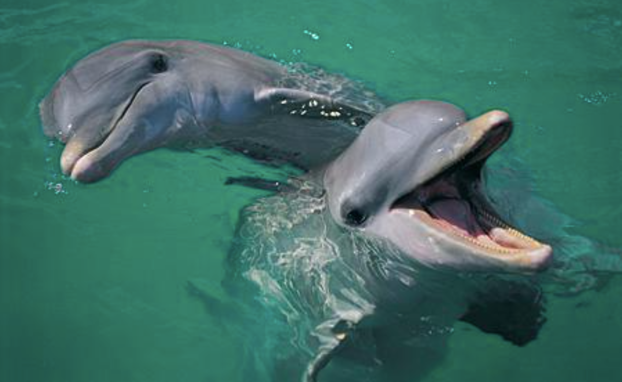 50 SussexGardenStays (SGS) Dolphins Jervis Bay