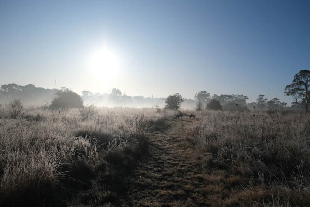 Early Morning in the Paddock (1)