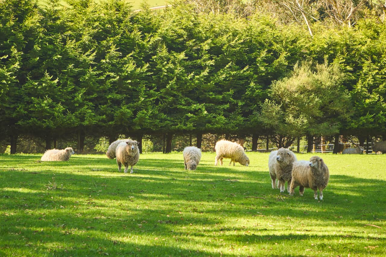 Meet our beautiful sheep
