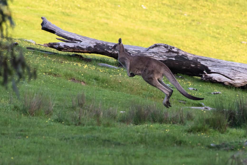 Our Local Wildlife