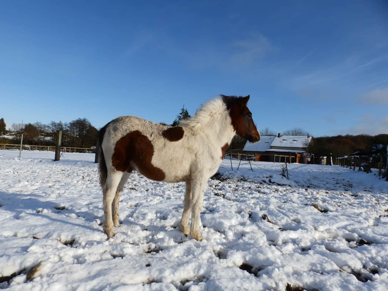 Obladi, premier hiver