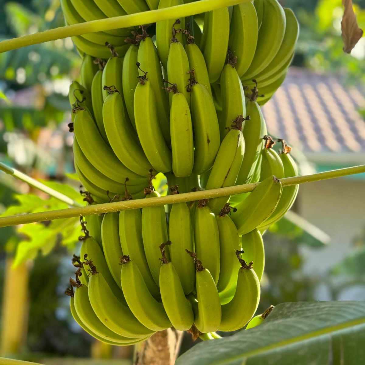 Fresh Bananas