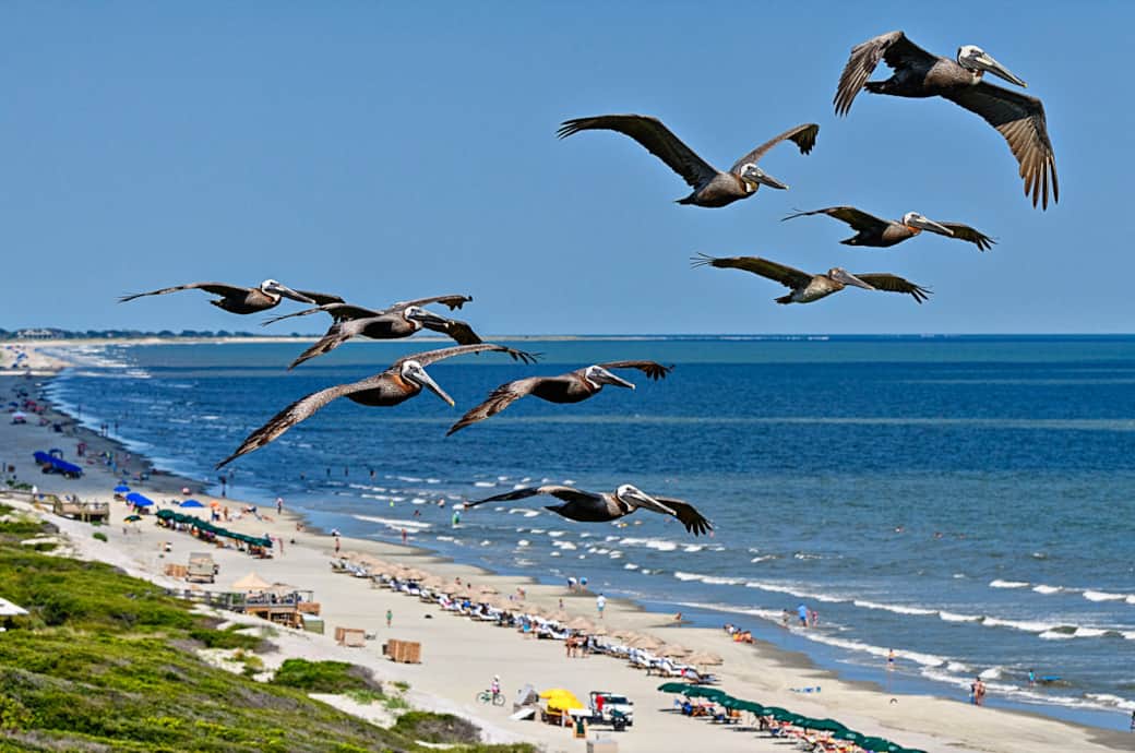 Pelicans in Flight View from Balcony